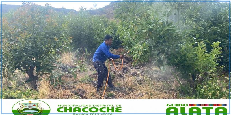 Municipalidad de Chacoche brinda apoyo a productores de palto afectados por granizada