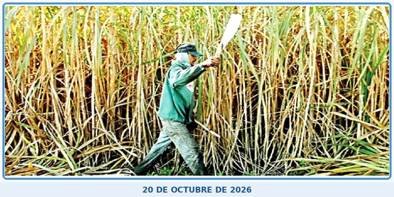 Moody’s advierte panorama negativo para el sector azucarero peruano por El Niño y menores precios